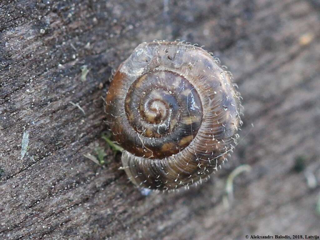 Image of Hairy Snail