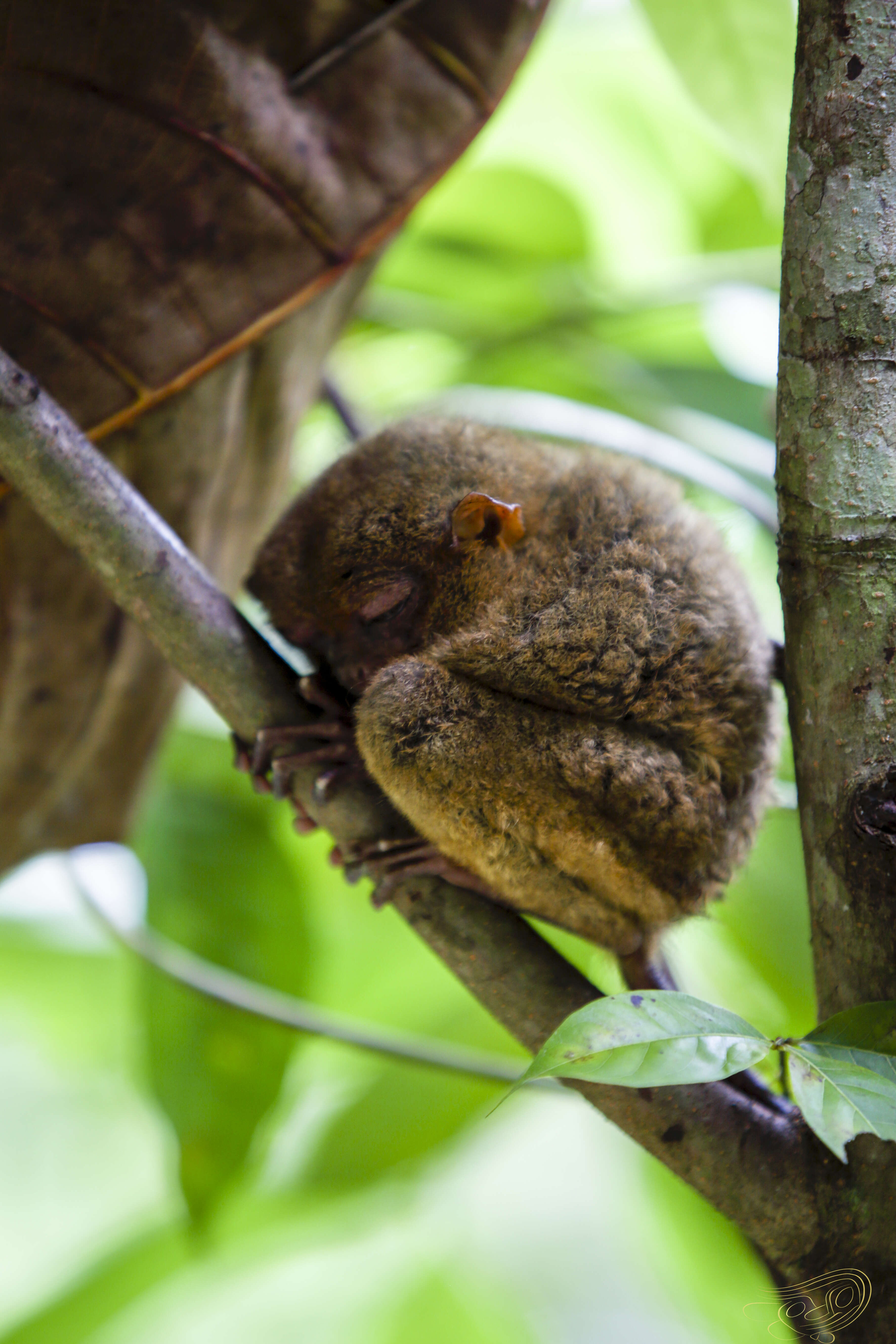 Image of Philippine tarsier