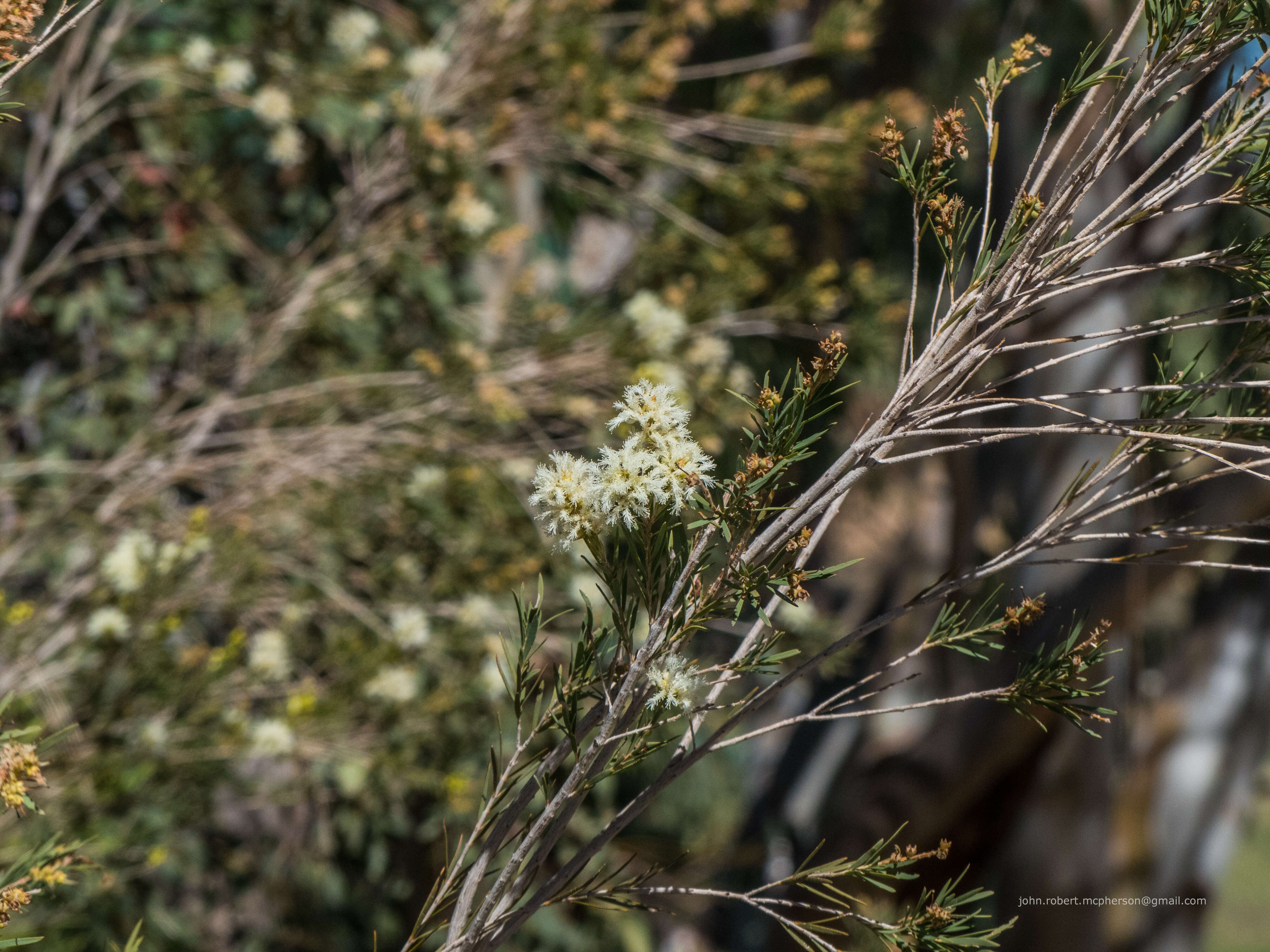 Image de Melaleuca trichostachya Lindl.