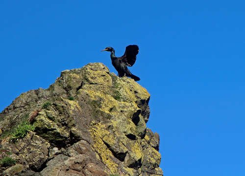 Plancia ëd Phalacrocorax aristotelis (Linnaeus 1761)