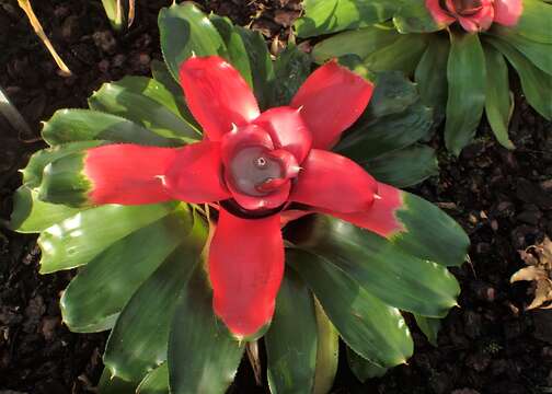 Image of Neoregelia carolinae (Beer) L. B. Sm.