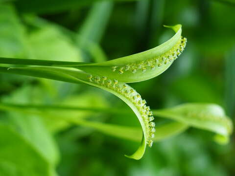 Plancia ëd Spathicarpa hastifolia Hook.