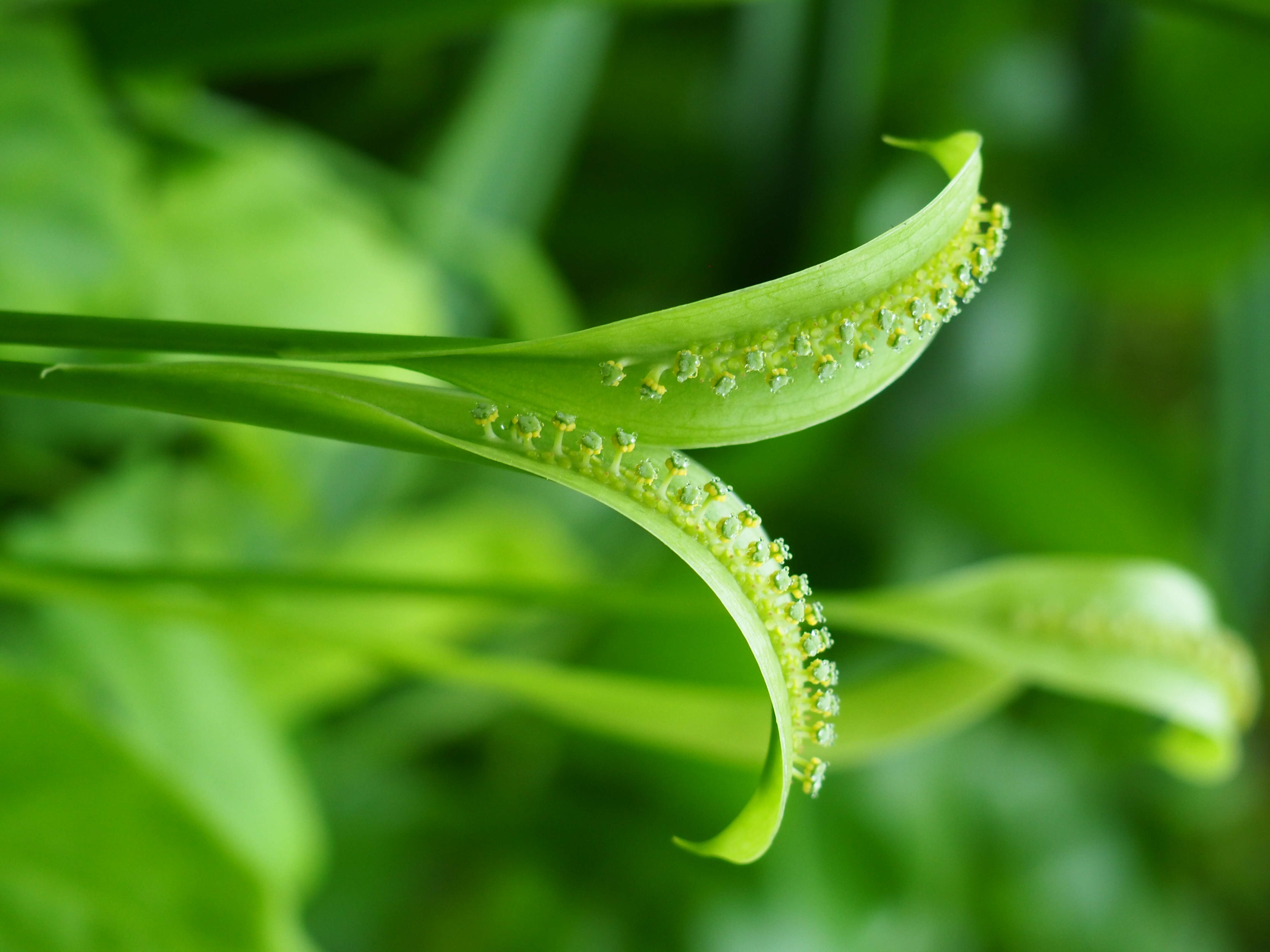 Image of Spathicarpa hastifolia Hook.