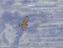 Imagem de Buteo burmanicus Hume 1875