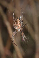 Image of Garden spider