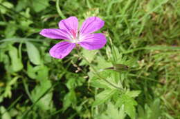 Imagem de Geranium palustre L.