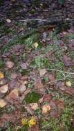 Image of cup lichen