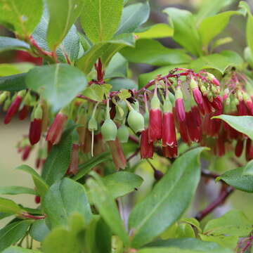 Image of Vaccinium cylindraceum Sm.