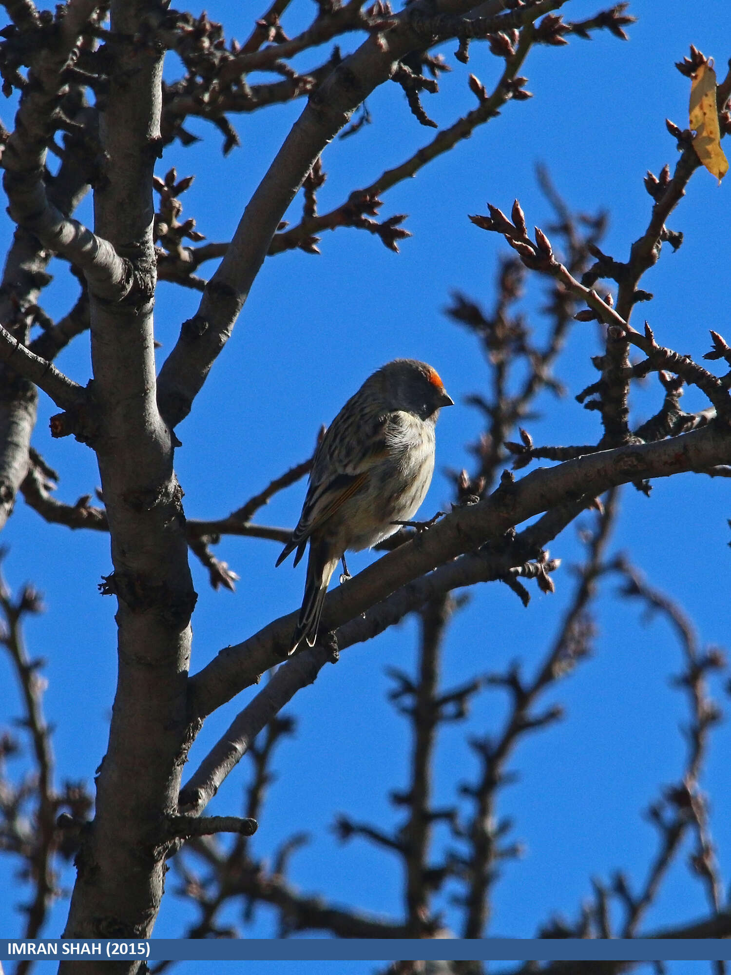 Image of Fire-fronted Serin