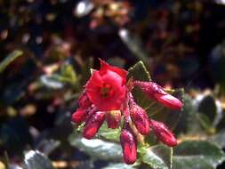 Image of redclaws