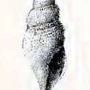 Image of Daphnella dea Melvill 1904