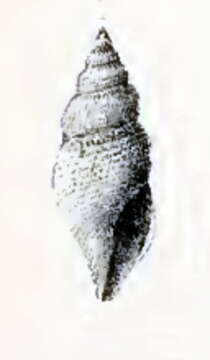 Image of Daphnella dea Melvill 1904