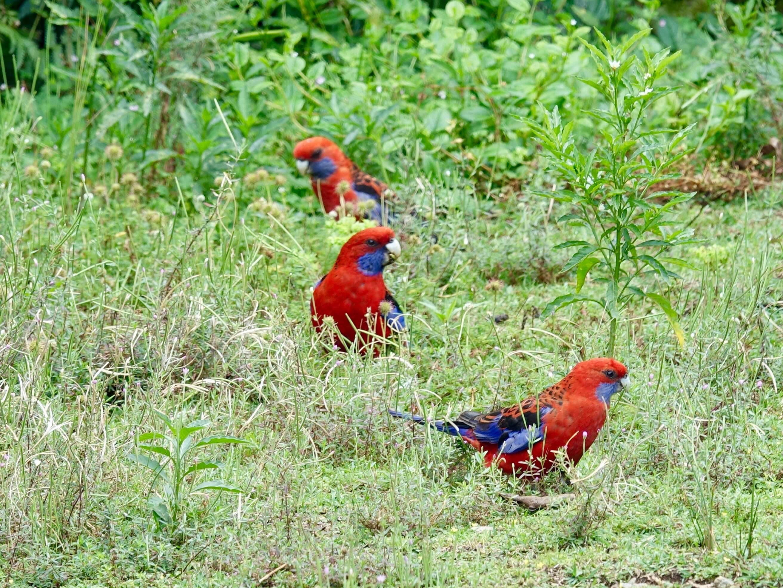 Image de Perruche de Pennant