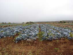 Image of Wild Mustard