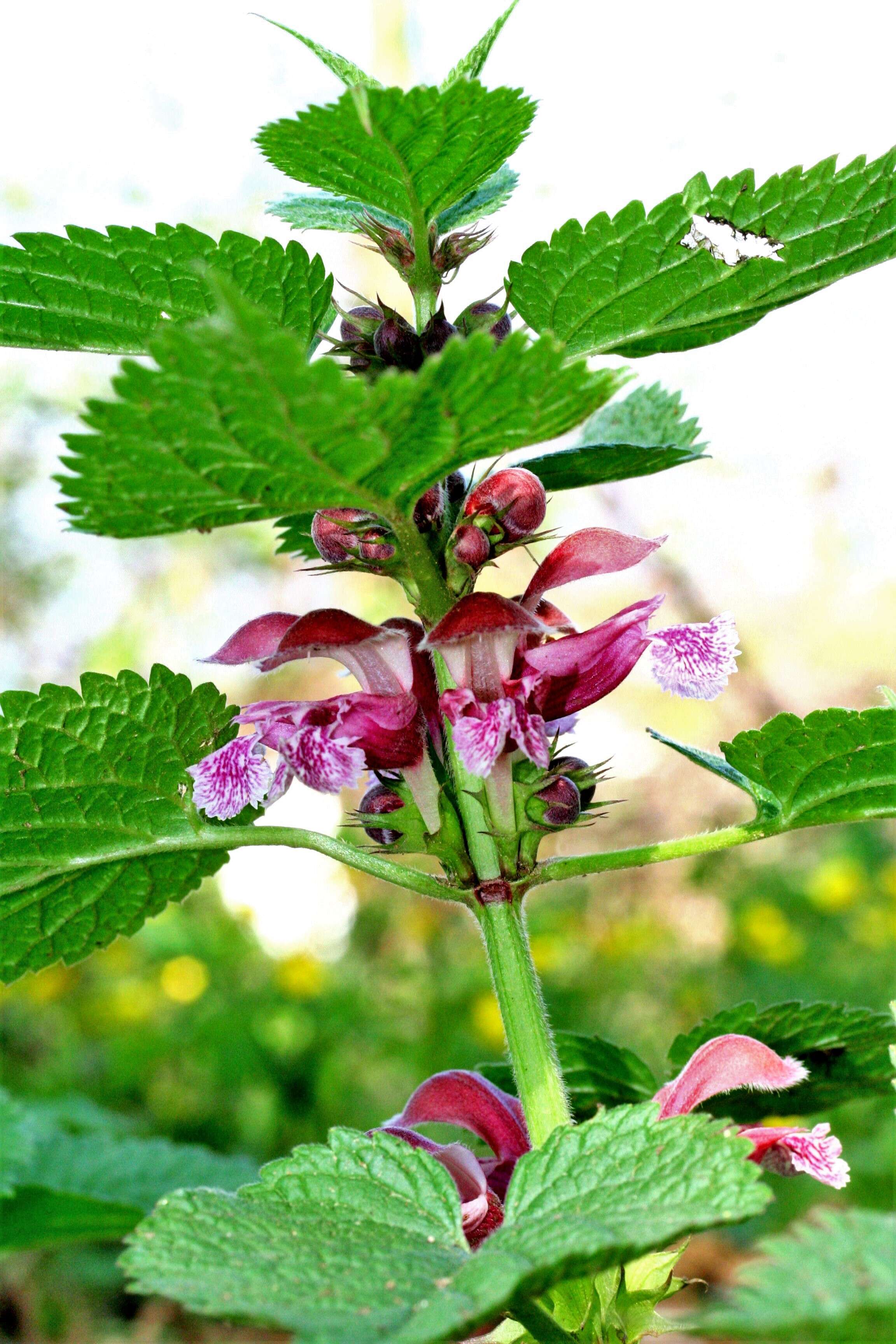 Image of Lamium orvala L.