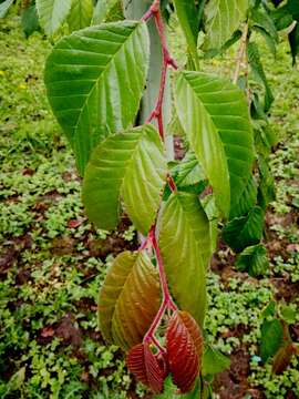 Image of Ulmus lanceifolia Roxb.