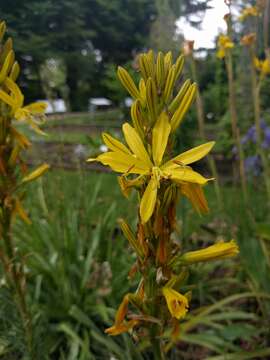 Image of yellow asphodel