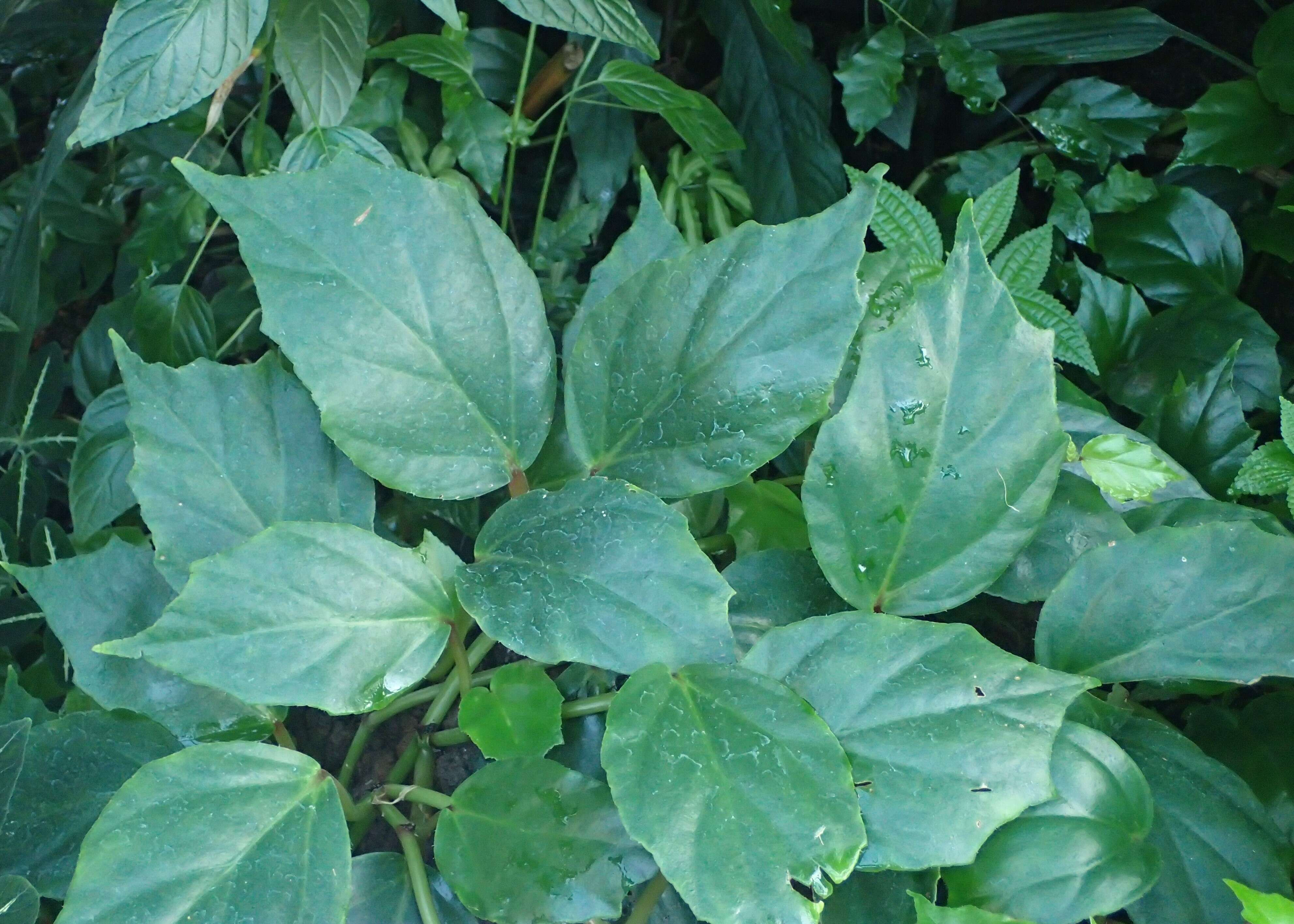 Image of Begonia glabra Aubl.