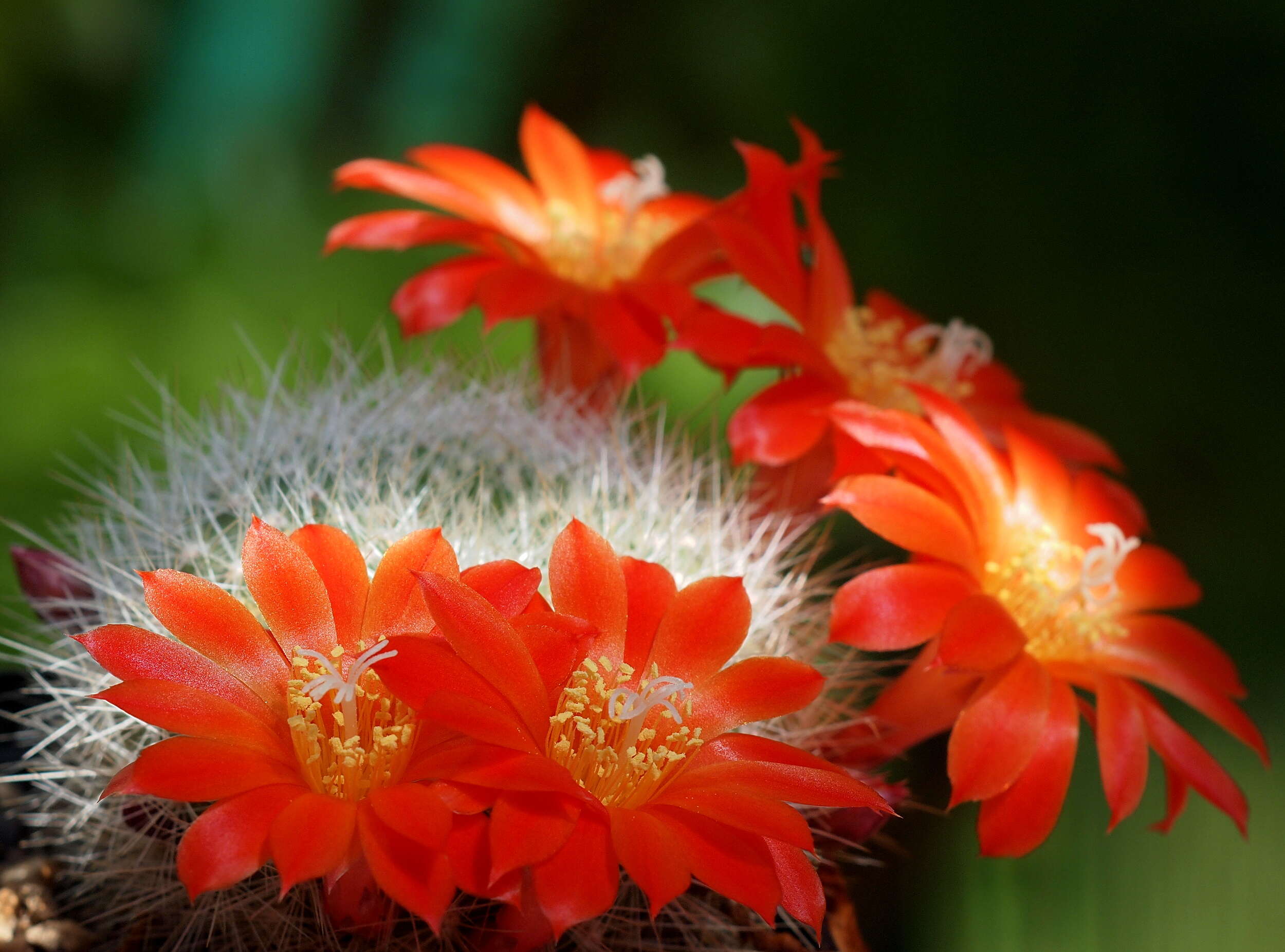 Image of Rebutia minuscula K. Schum.