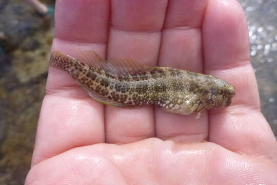 Image of Blue-spot Blenny