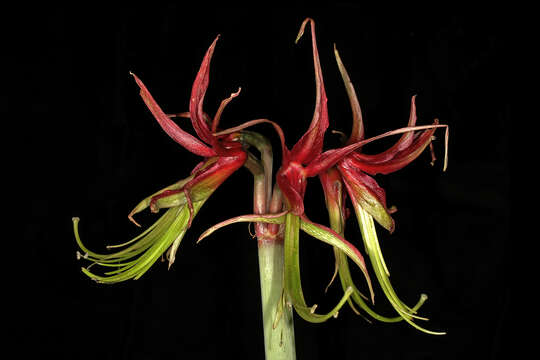 Image of Hippeastrum cybister (Herb.) Benth. ex Baker