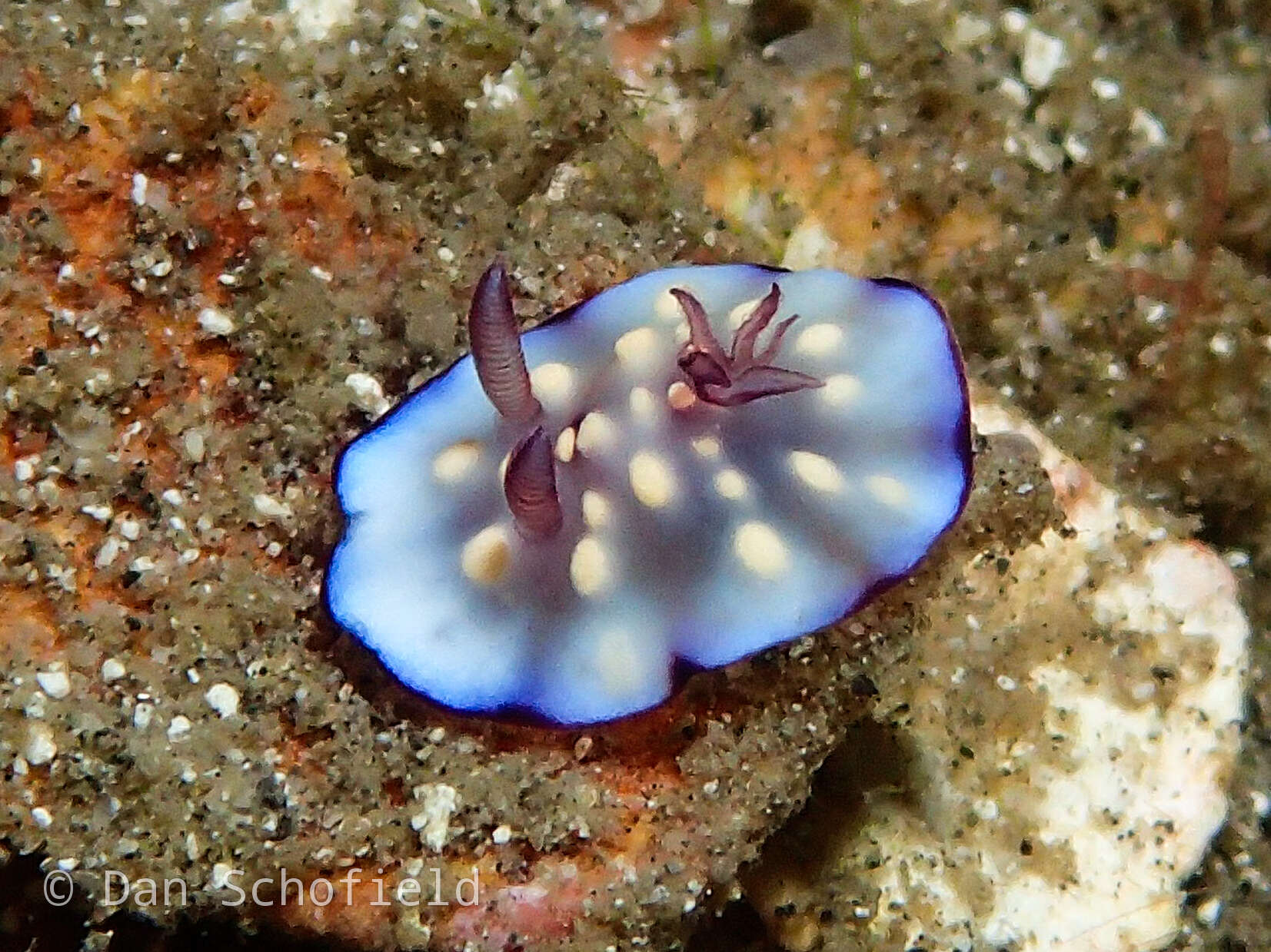 Image of Goniobranchus hintuanensis (Gosliner & Behrens 1998)