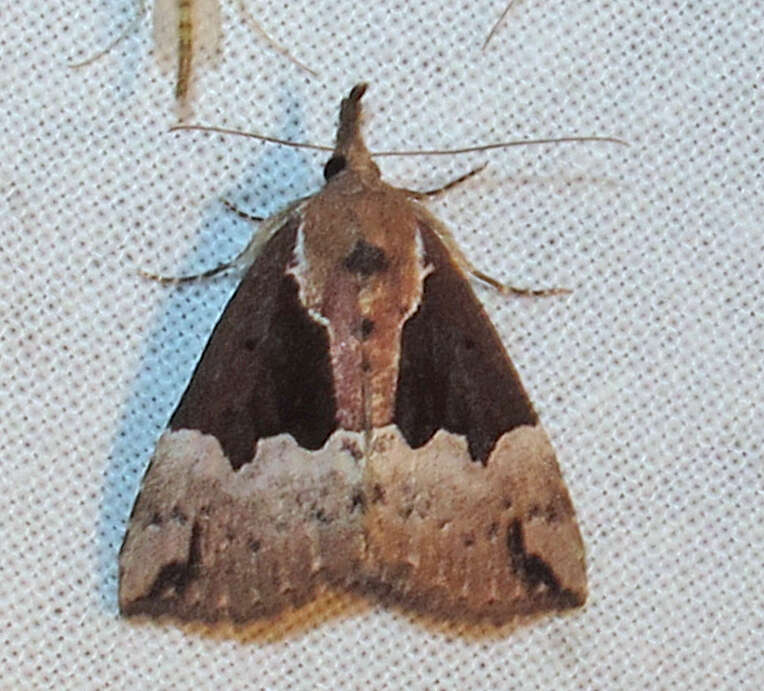 Image of Hypena bijugalis