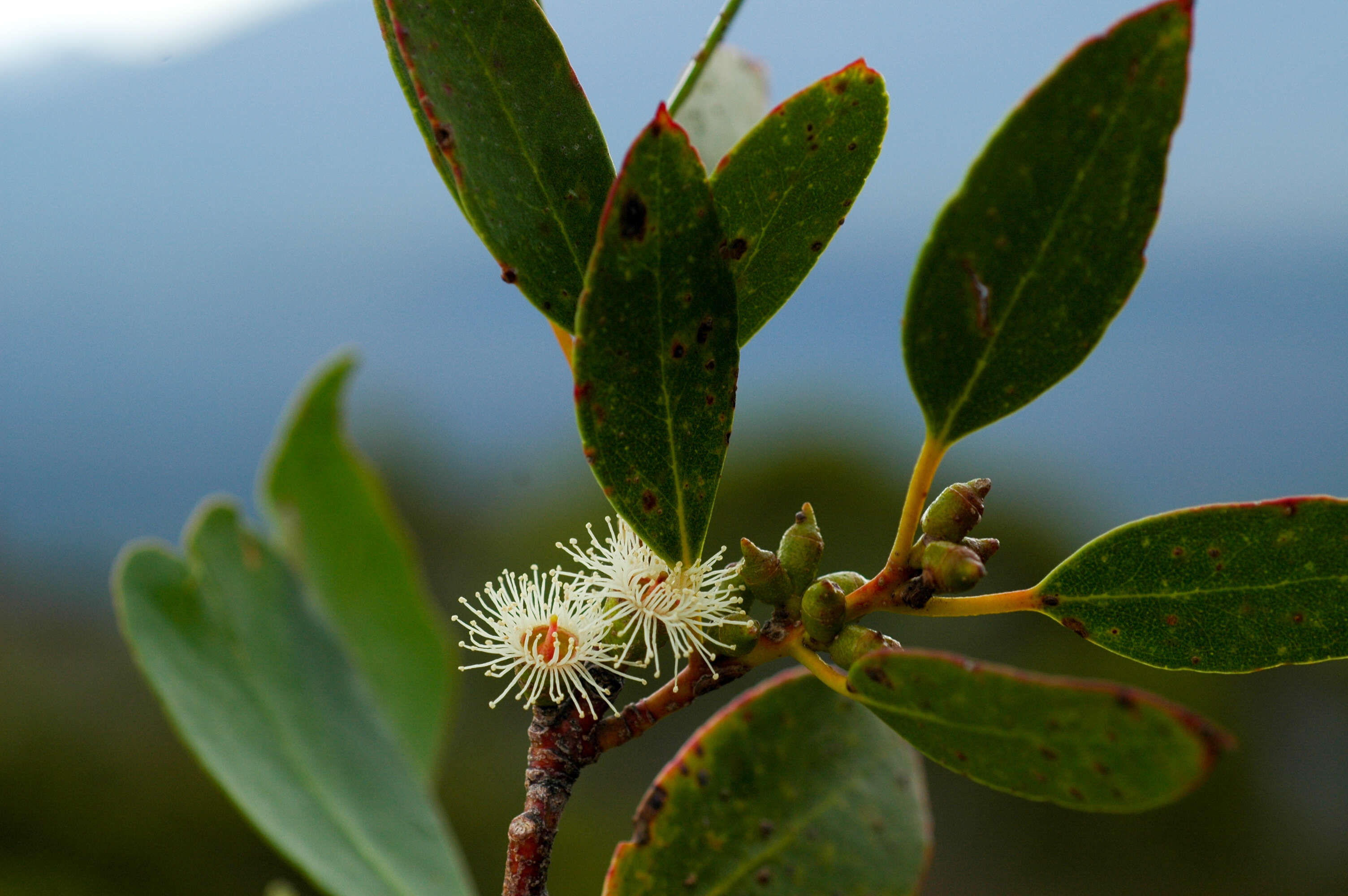 Image of Eucalyptus subcrenulata Maiden & Blakely