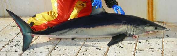 Image of mackerel sharks