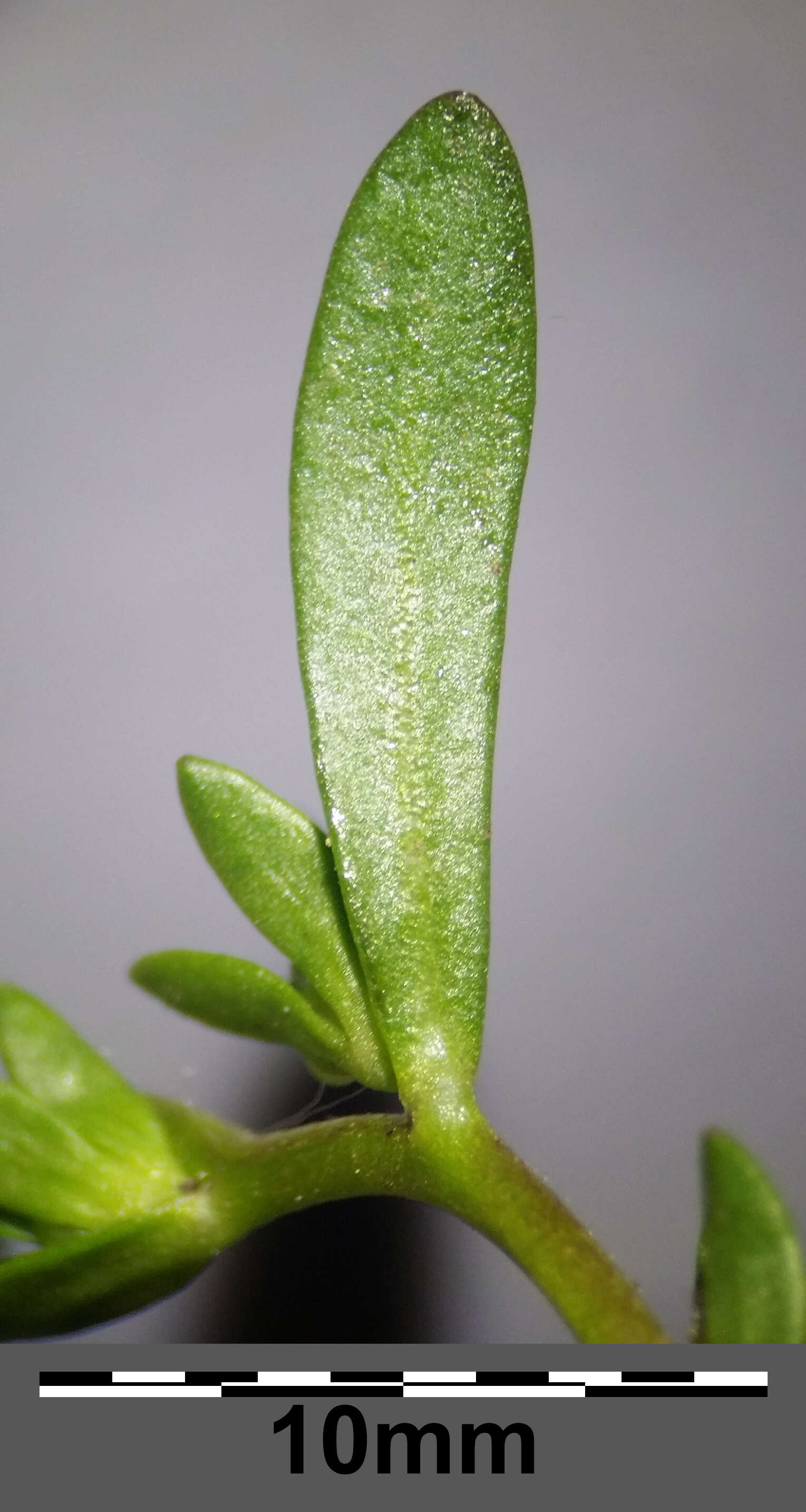 Image of american speedwell