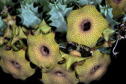 Imagem de Ceropegia thuretii (F. Cels) Bruyns