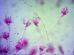 Image of Penicillium