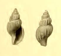 Image of Pseudodaphnella virgo (Schepman 1913)