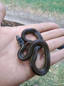 Image of Mexican Garter Snake