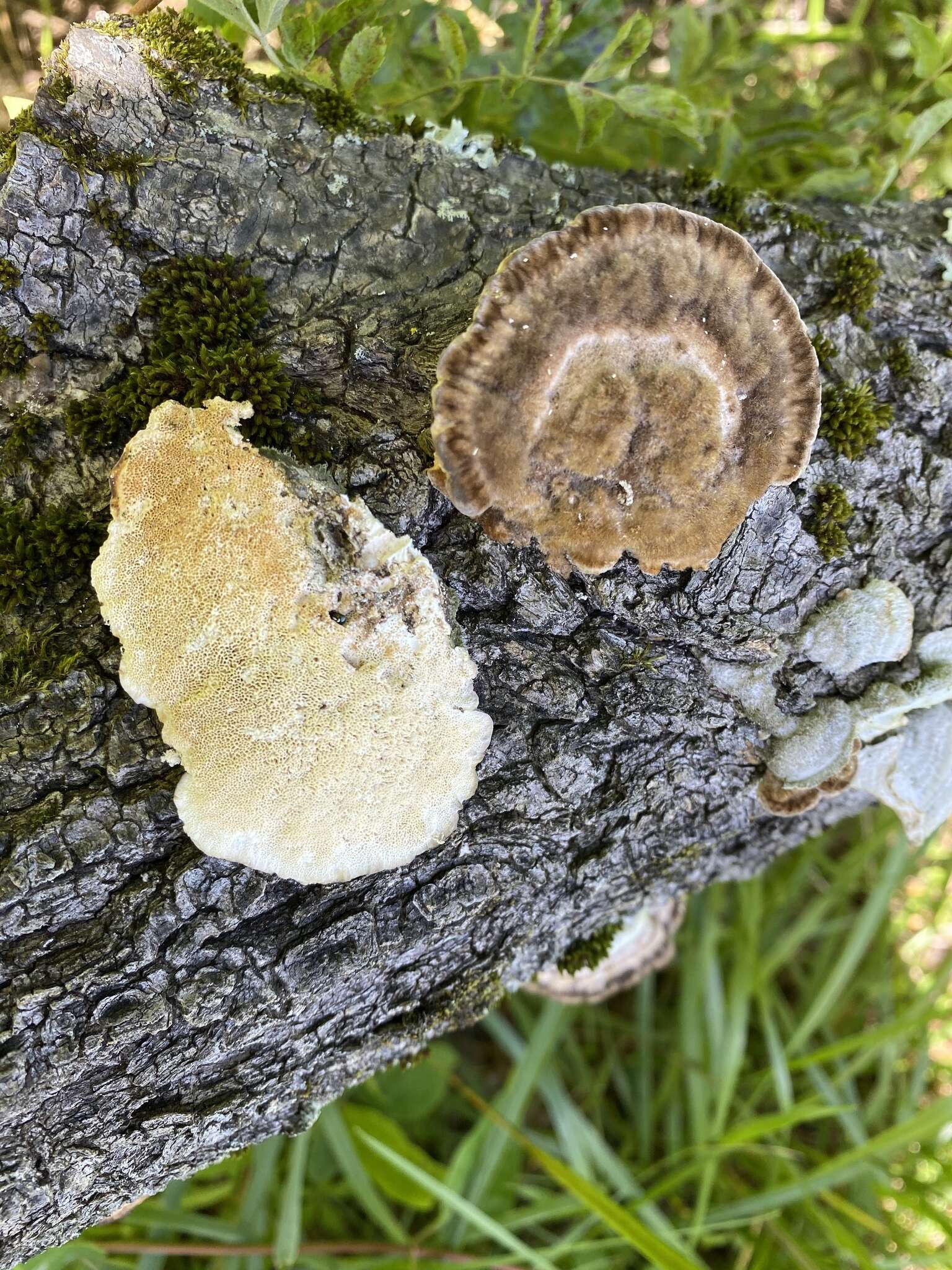 Image of Trametes hirsuta (Wulfen) Lloyd 1924