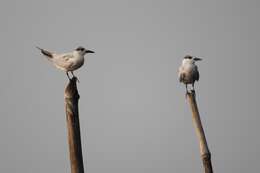 Image of Whiskered Tern