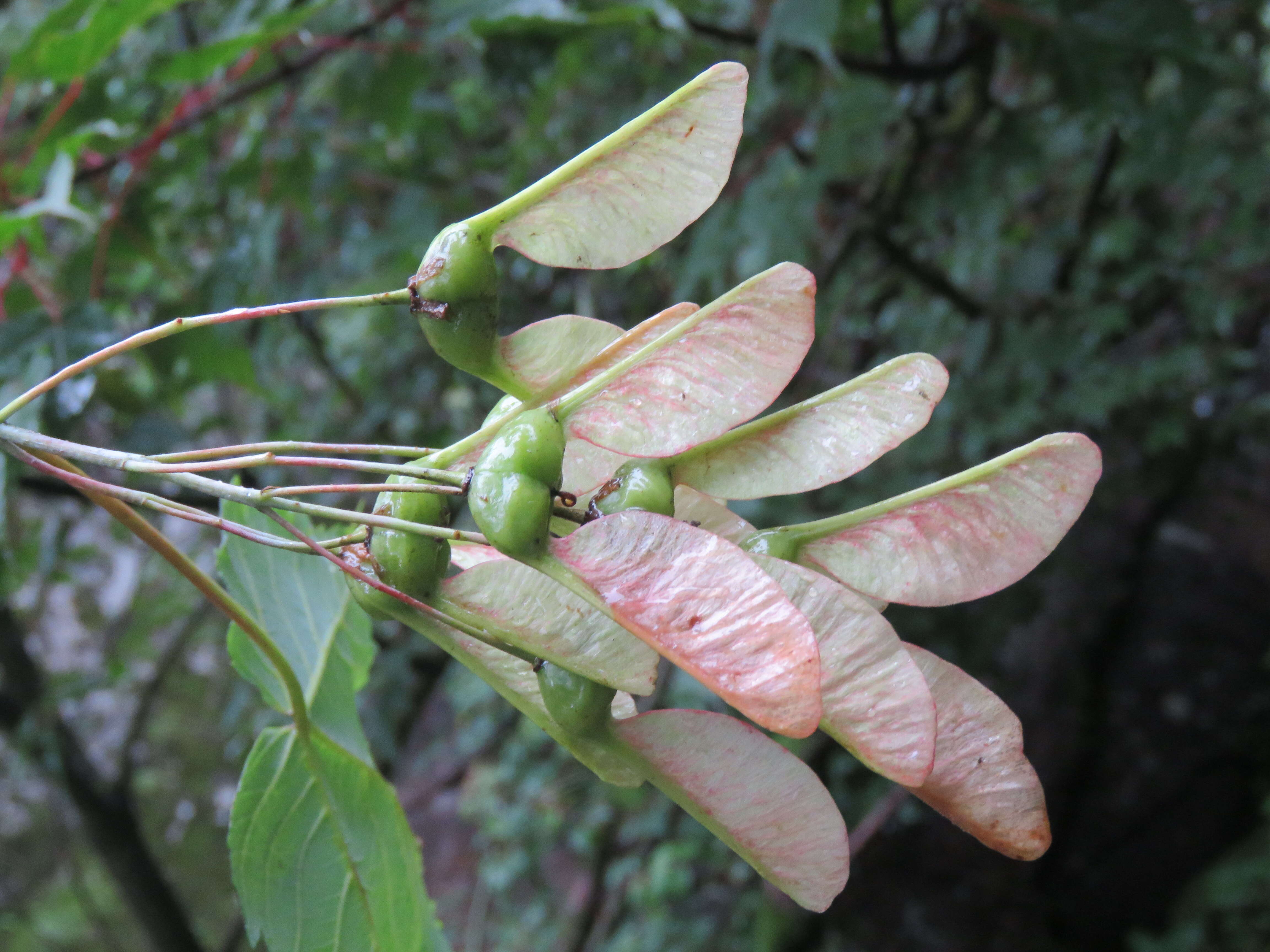 Слика од Acer acuminatum Wall. ex D. Don