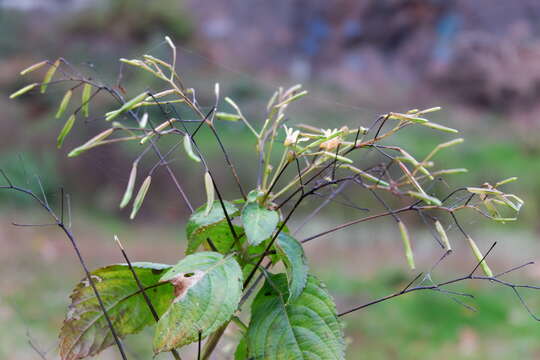 Image of small balsam