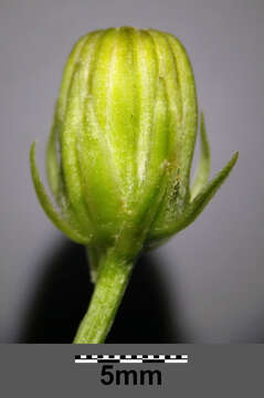 Image of rough hawksbeard