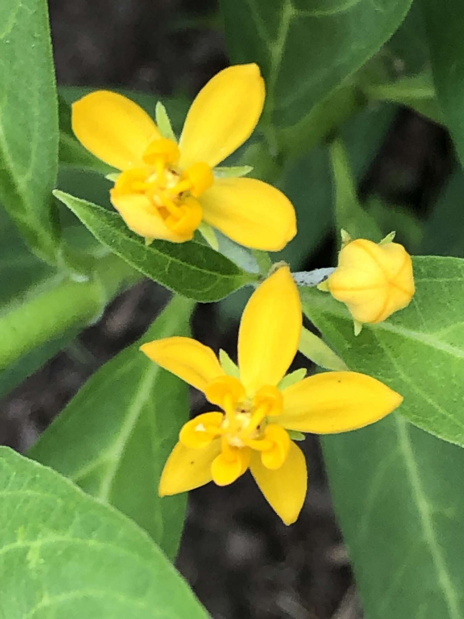 Asclepias curassavica L. resmi