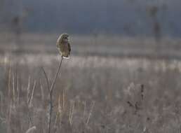 Image of Short-eared Owl