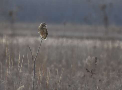 Image de Hibou des marais