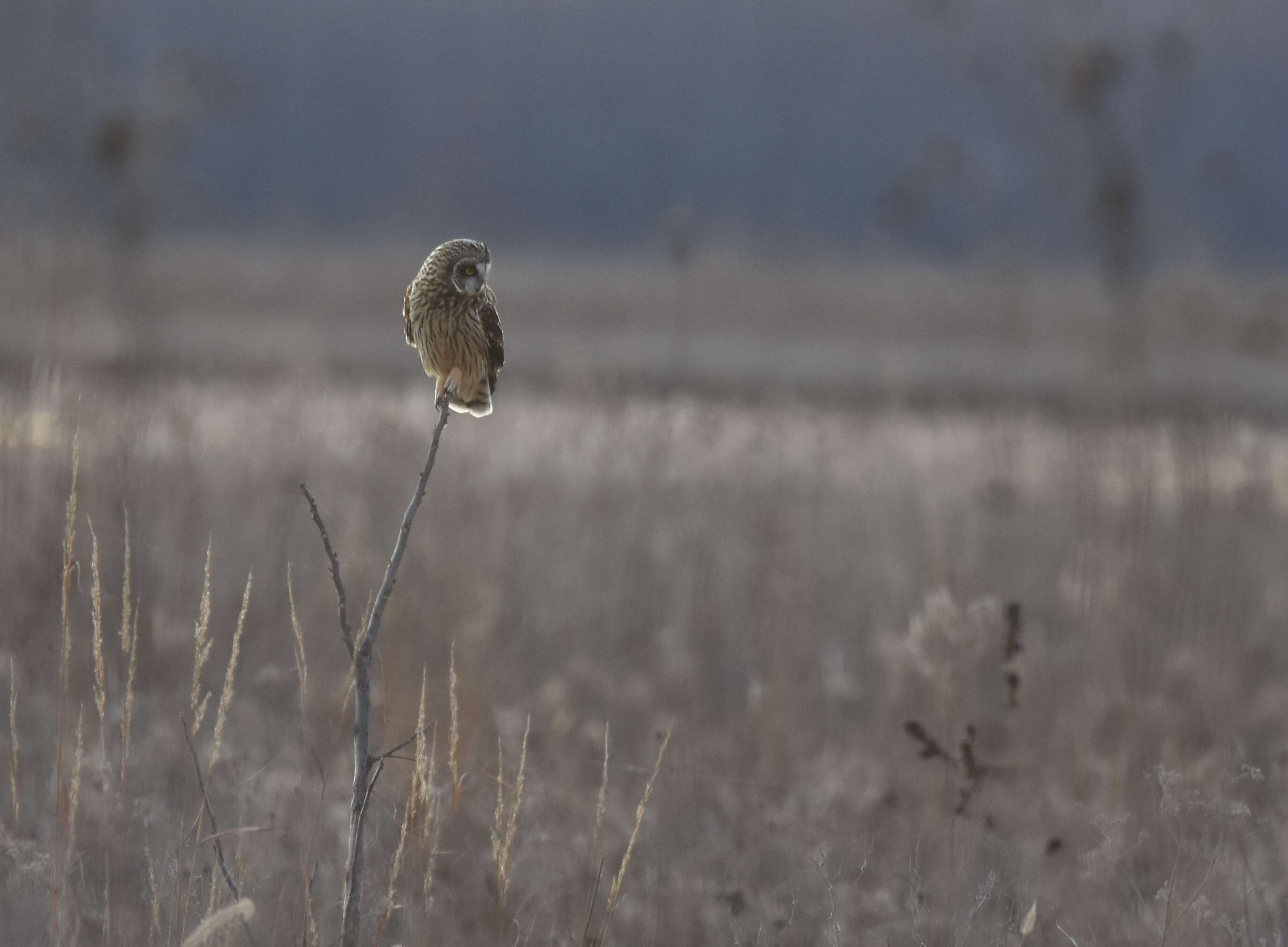 Image of Short-eared Owl