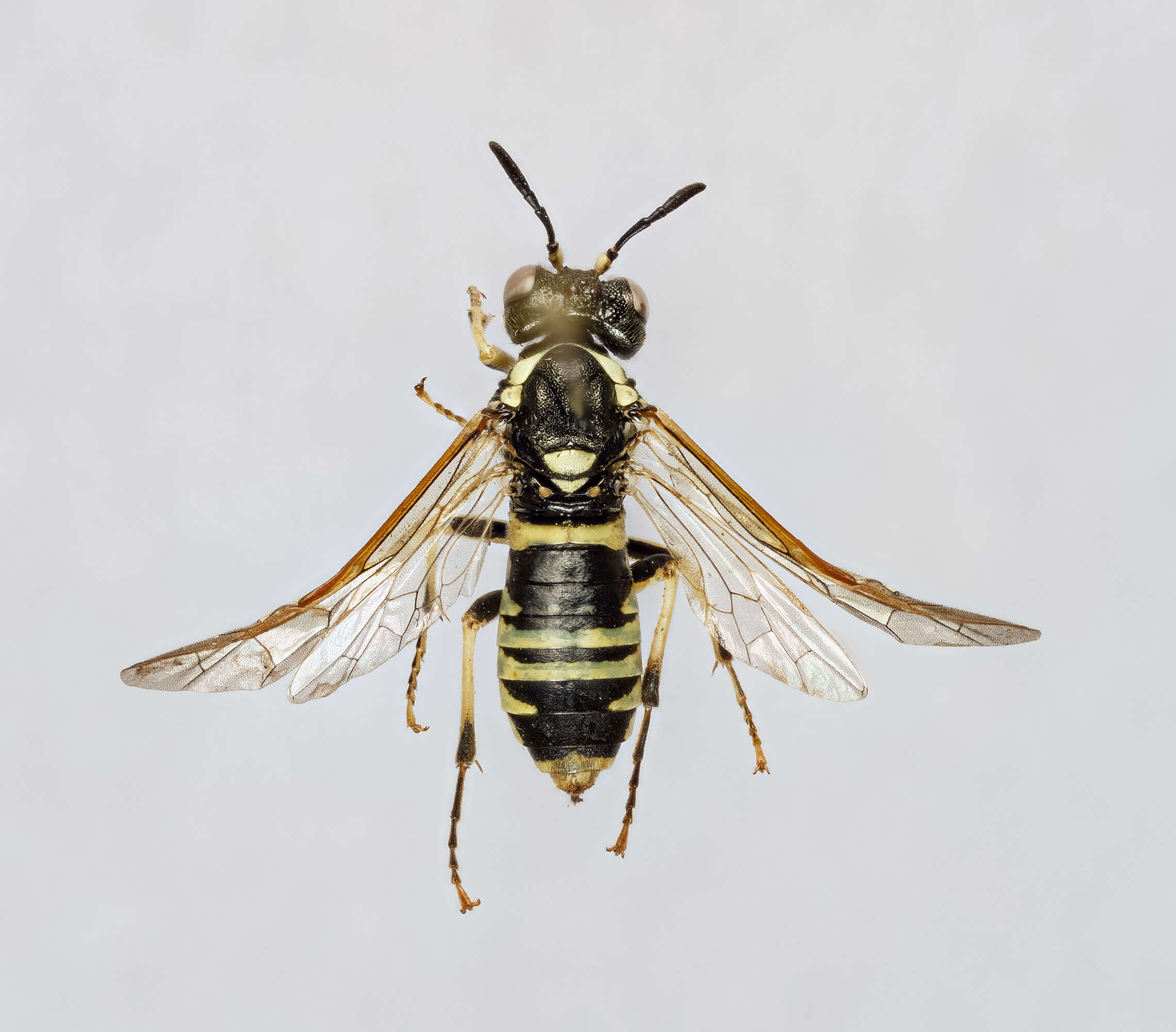 Image of <i>Tenthredo notha</i>