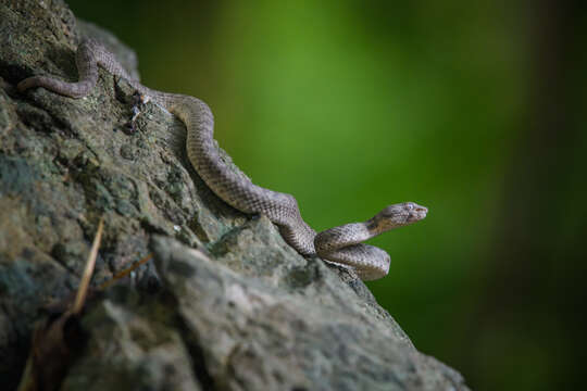 Image of Kanburi Pit Viper