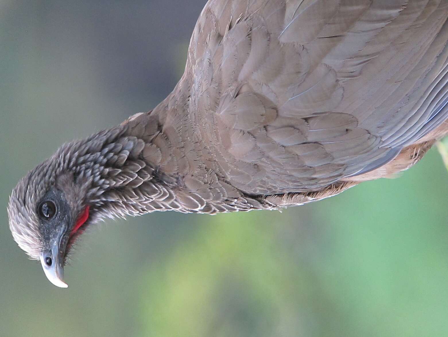 Image of Colombian Chachalaca