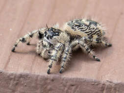 Phidippus otiosus (Hentz 1846)的圖片