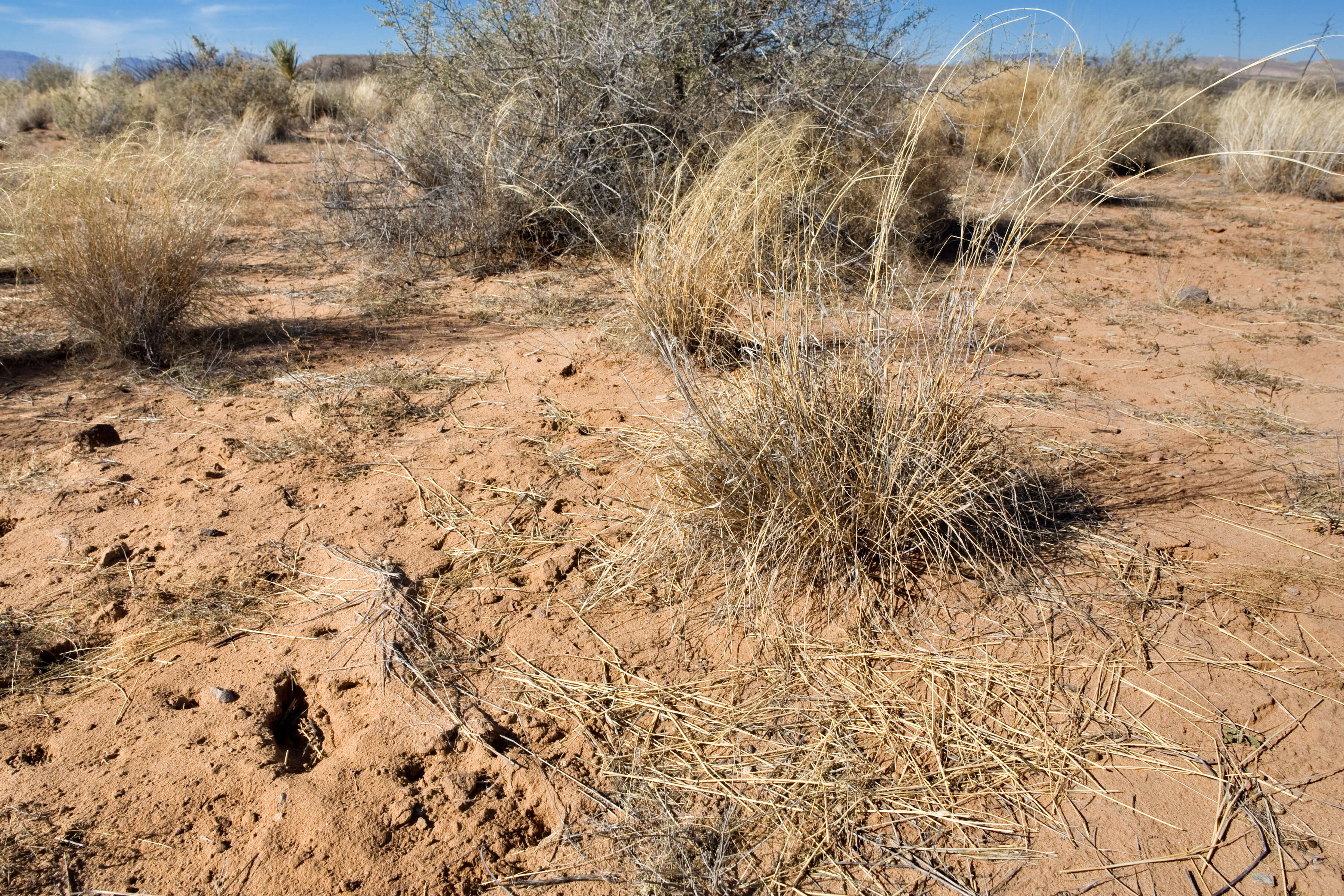 Image of mesa dropseed