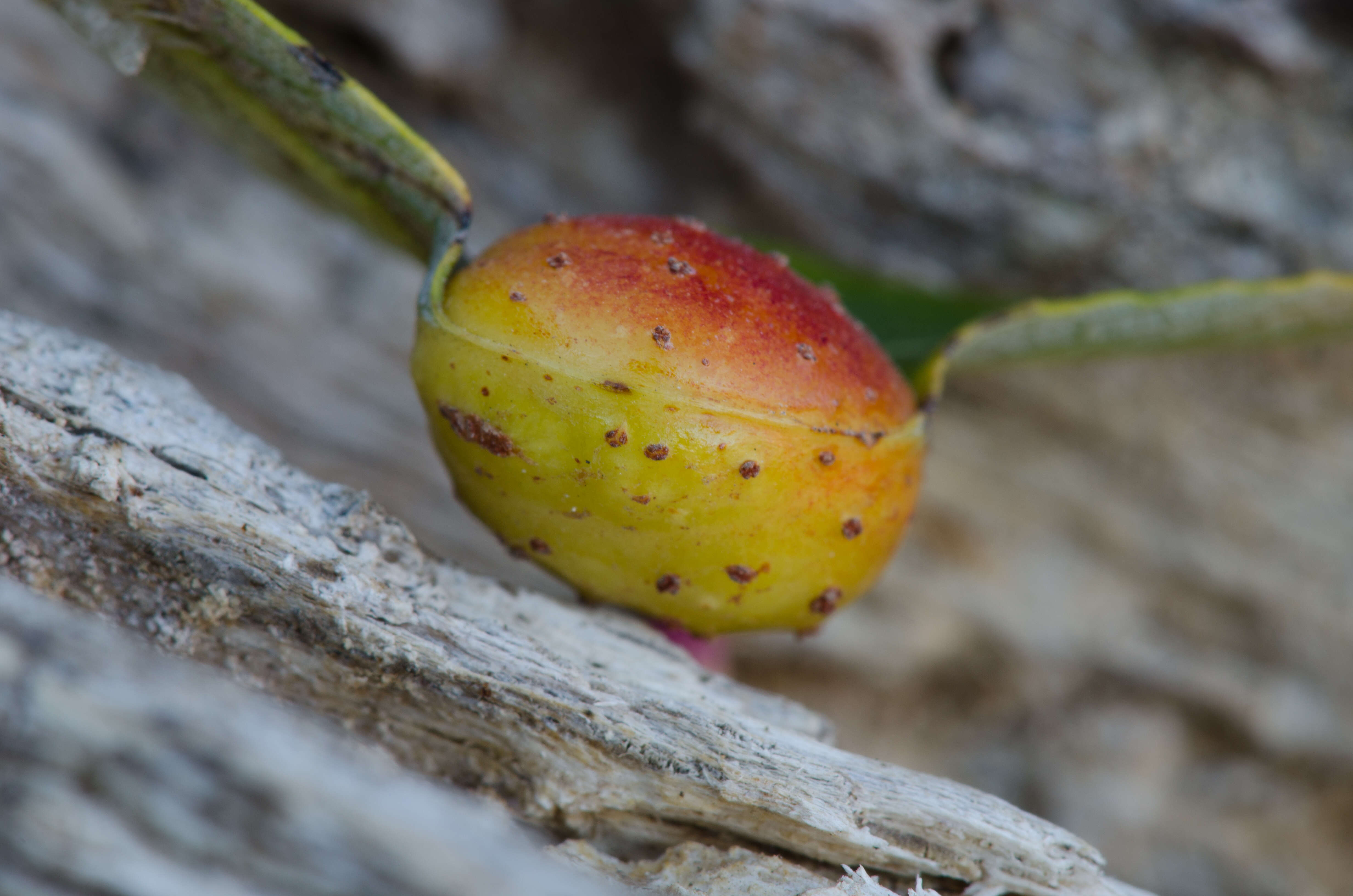 Image of Pontania californica