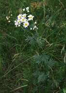 Image of corymbflower tansy